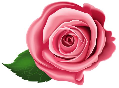 roses cartoon|cartoon rose transparent background.